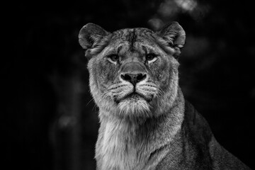 Naklejka premium Lioness - B&W 2