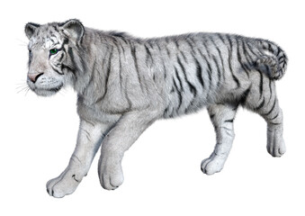 3D Rendering White Tiger on White