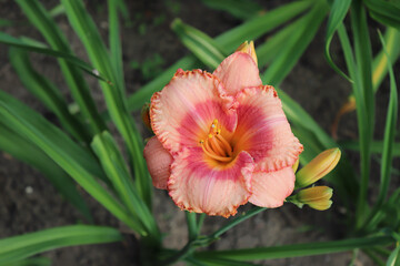 Fototapeta premium Congo Coral. Luxury flower Daylily , Hemerocallis in the garden, close-up.Edible flower. Daylilies are perennial plants. They only bloom for 24 hours.