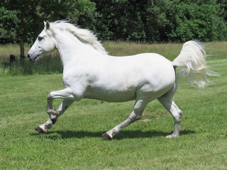 Obraz na płótnie Canvas Beautiful Grey Horse