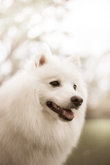 portrait of a white dog, Japanese Spitz