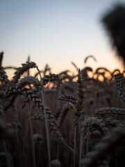 Obraz premium SUNSET FIELD