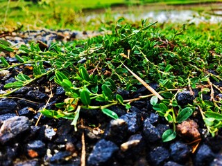 Fototapeta premium green plant in the ground