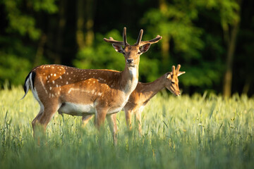 Naklejka na ściany i meble Majestic pair of fallow deer, dama dama, stags standing on meadow in the summer. Dominant animals with antlers in velvet observing on hay field from side view.