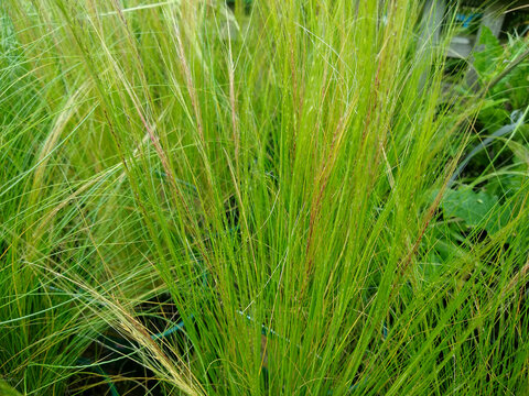 Stipa tenuissima