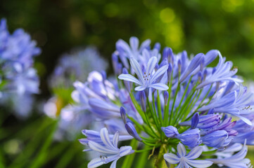 Beautiful blue flowers. Close-up