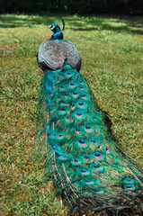 Obraz premium Blue peacock with bright colored tail in a green park