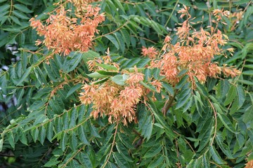 Fototapeta premium Leaves and fruit on branches of Ailanthus altissima tree