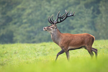Proud red deer, cervus elaphus, walking with head high on meadow in summer. Magnificent stag moving on fresh grass. Wild animal marching on field with majestic antlers.