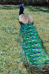 Obraz premium Blue peacock with bright colored tail in a green park