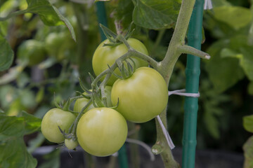 Tomaten, Strauchtomaten, Tomatenstrauch