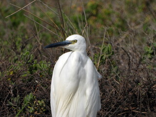 White heron