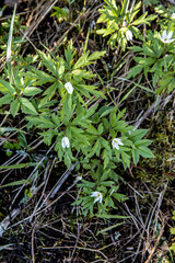 many small white wild tiny flowers in the home garden