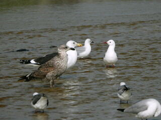 Brown-white spotted seagull