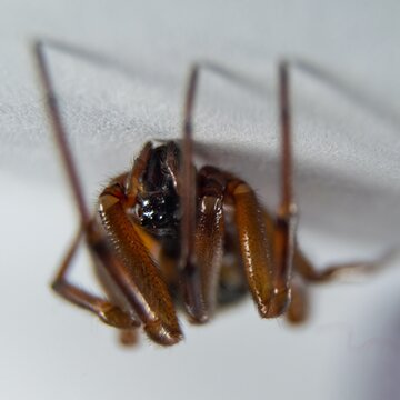 รูปภาพSteatoda – เลือกดูภาพถ่ายสต็อก เวกเตอร์ และวิดีโอ220 | Adobe Stock