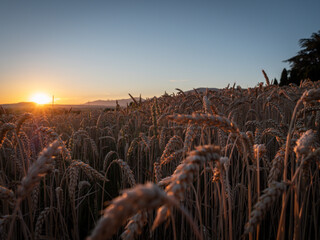 SUNSET FIELD