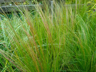 Stipa tenuissima