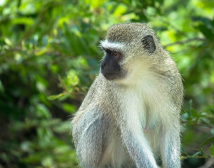 Close-up Portrait of green vervet monkey isolated on gree Background