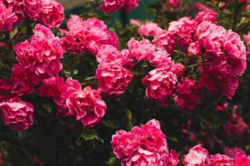 background image of roses. Fine art image of beautiful pastel roses in garden.
