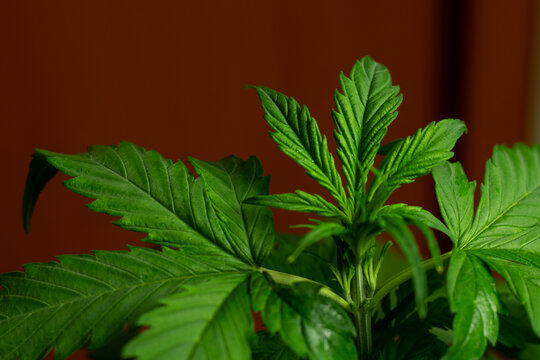 Green cannabis sativa leaves close up