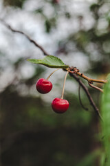 Obraz premium two cherries on a tree hanging from a green tree branch.