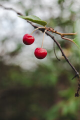 two cherries on a tree  hanging from a green tree branch.