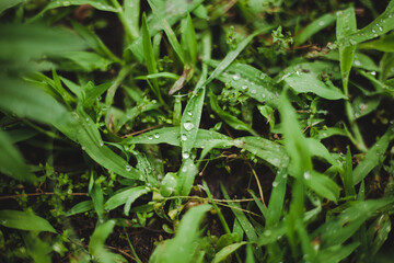 Fototapeta na wymiar close up nature view of green leaf in garden, dark tone nature background