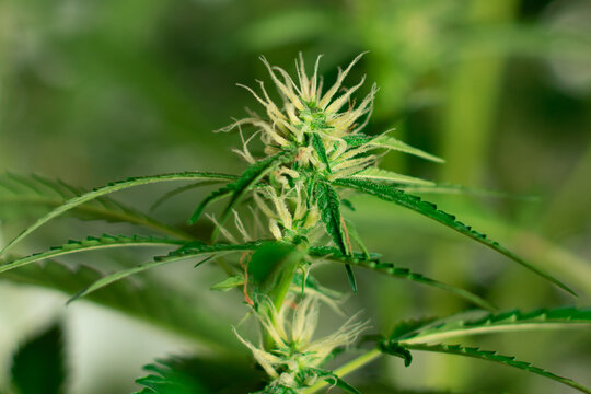 Cannabis bud top. Marijuana plant trichomes with THC