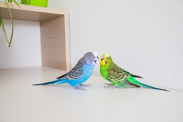 Cute communication of the two domestic parrots