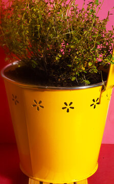 Thyme plant inside a yellow pot