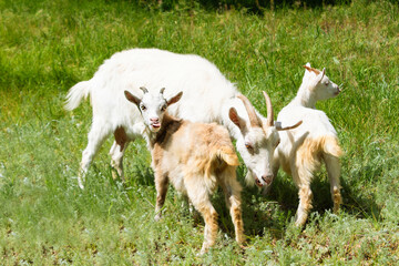 Obraz premium A goat with young goats graze in a clearing, nibbling the green grass. The kid shows his tongue. Domestic animals, farm, goat's milk. Animal protection. Selective focus