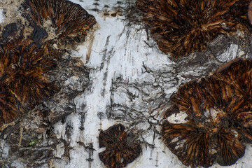 Background. Mushrooms on birch bark in the summer sun close-up.