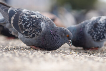 A flock of urban pigeons pecking grain on the sidewalk.