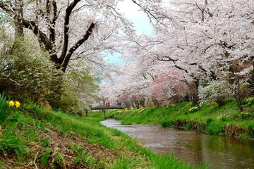 Fototapeta premium 郷愁の桜並木