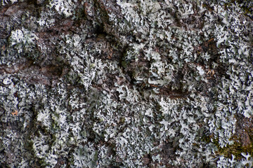 Background. Birch bark, covered with moss, close-up.