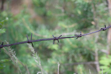 Rusty barbed wire on a background of green plants close up