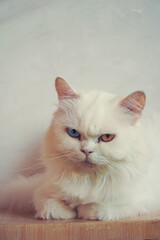 Fototapeta premium Portrait of a white fluffy cat with different eyes. Pet, Persian beautiful cat