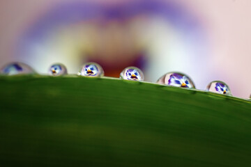 Flower mirroring in rain drops - macro
Beautiful water drops reflection flower on grass