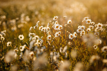 Daisies Blooming camomile field, Beautiful nature scene with blooming medical daisies on a sun day. Natural meadow background