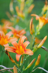 Fototapeta na wymiar Orange lilies in the summer garden. Vibrant floral wallpaper. Vertical orientation. 