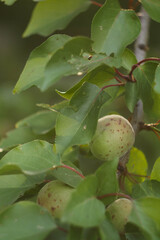 Green apricot growing on tree. Farming concept. Vertical orientation