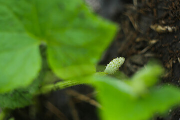 Small cucumber growing on the plant banner. Agriculture concept. Copy space