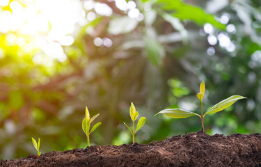 Young plant grow sequence in soil garden agriculture with sunlight green blur background. 