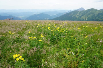 Obraz premium Landscape with blue Mala Fatra mountains in Slovakia