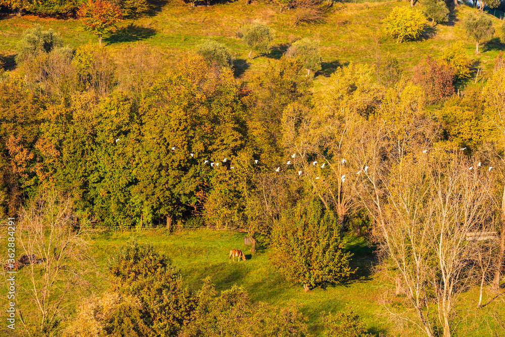 Wall mural Autumn