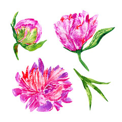 Watercolor collection of hand drawn peonies flowers isolated on a white background.