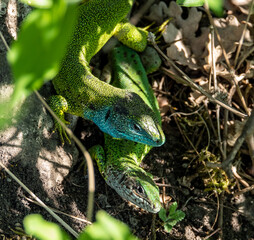Green lizard detail in the sun bathing
