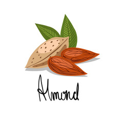 Vector illustration of almonds. Almonds in their shells. Peeled almonds