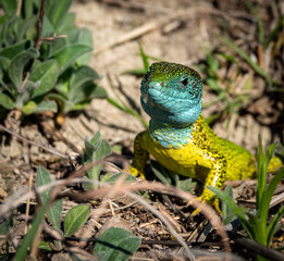 Green lizard detail in the sun bathing