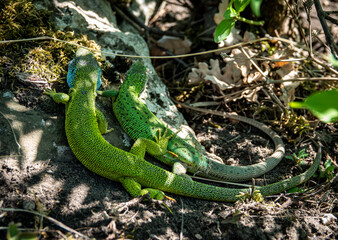 Green lizard detail in the sun bathing